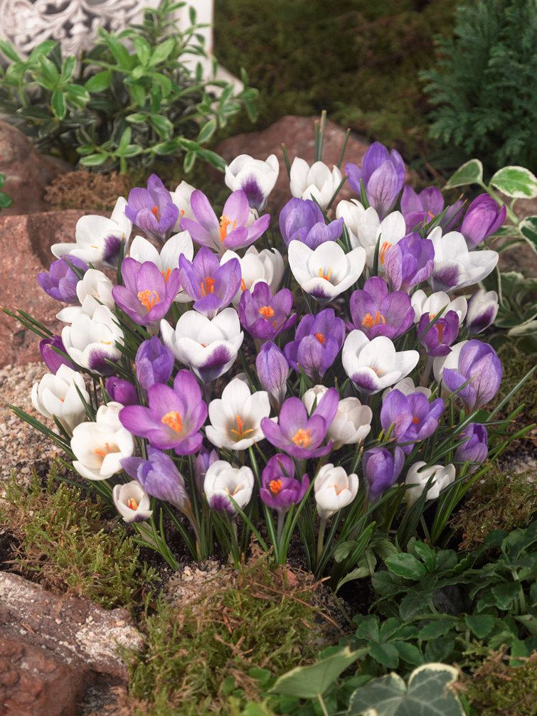 Krokus-bloembollen (zakje van 10)